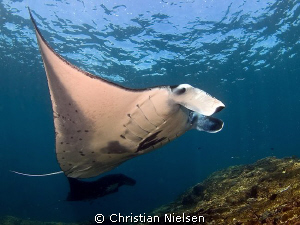Manta's ballet.
I love these magnificient animals.
Olym... by Christian Nielsen 
